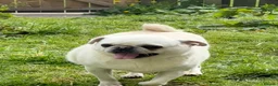 Pug dogs for stud: Beautiful white kc pug for stud  - Advert 1