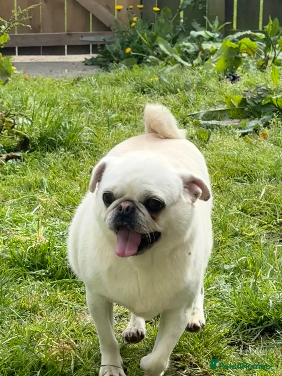 Pug dogs for stud: Beautiful white kc pug for stud  - Advert 1