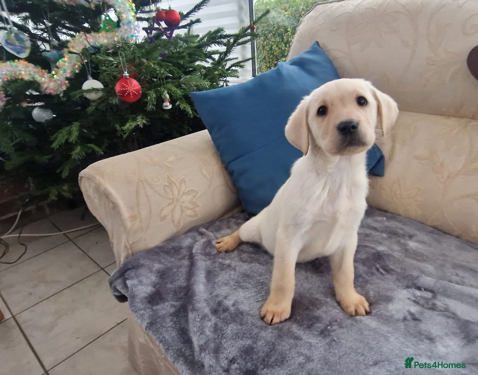 Labrador Retriever dogs Last Puppy (Boy) - Golden/White Labrador Puppies - Advert 1