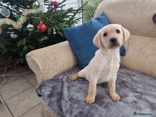 Labrador Retriever dogs Last Puppy (Boy) - Golden/White Labrador Puppies - Advert 1