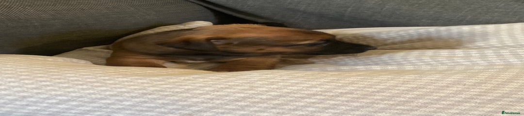 Jack Russell Puppy 7