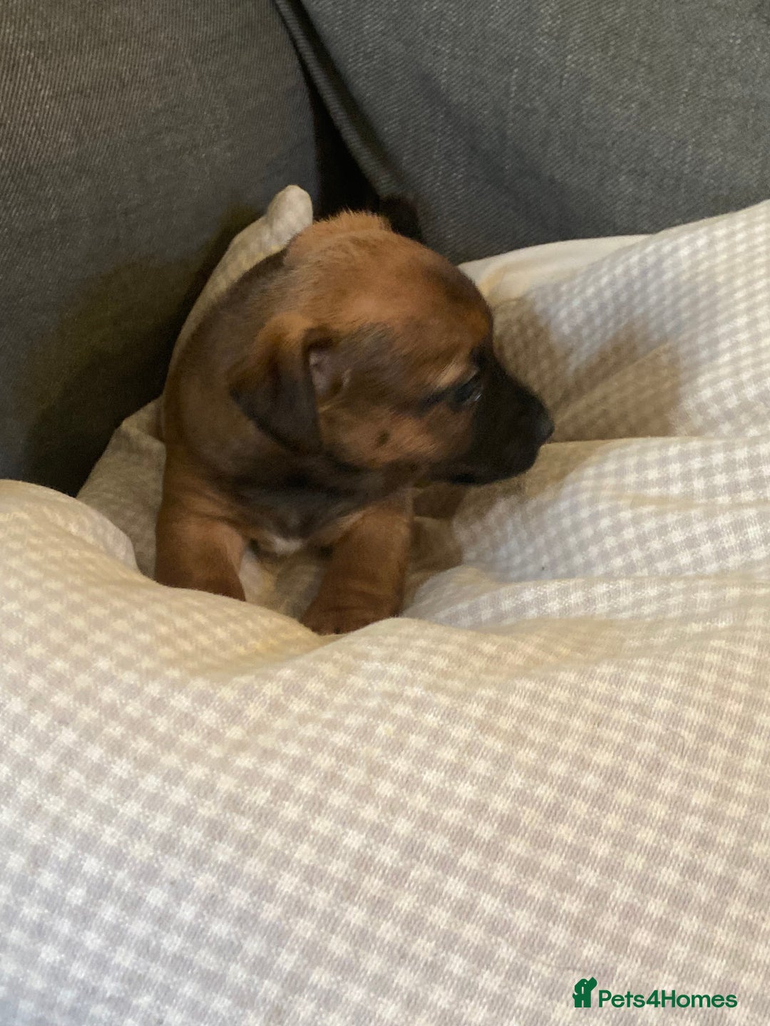 Jack Russell dogs for sale: Stunning Jack Russell Puppies - Advert 16