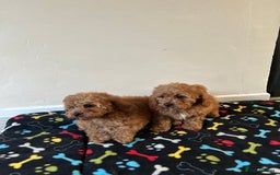 Cavapoo dogs for sale: Cavapoo puppies for sale  - Image 14