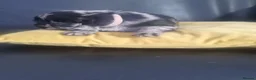 Mixed Breed dogs for sale:  6 Rottie collies for sale in Leigh - Advert 15