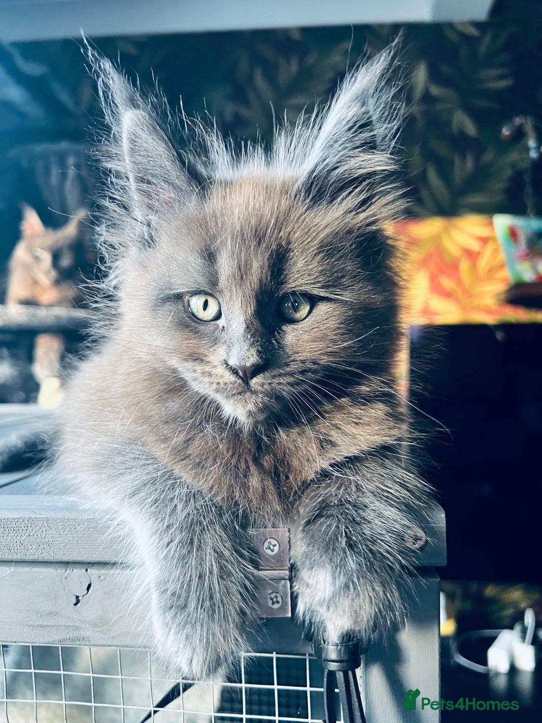 Maine Coon cats for sale: Blue Smoke Pure Breed Maine Coon Kittens Available - Advert 1