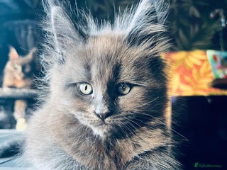 Maine Coon cats Blue Smoke Pure Breed Maine Coon Kittens Available - Advert 1