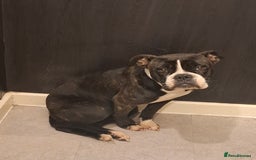 Alapaha Blue Blood Bulldog dogs for sale: Female alapaha blueblood bulldog - Image 1