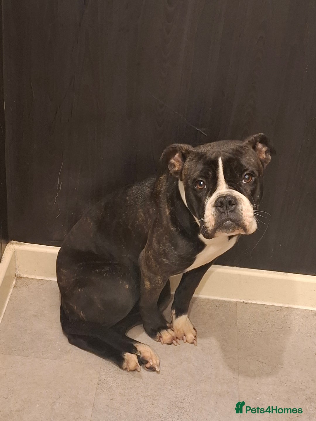 Alapaha Blue Blood Bulldog dogs for sale: Female alapaha blueblood bulldog - Image 1