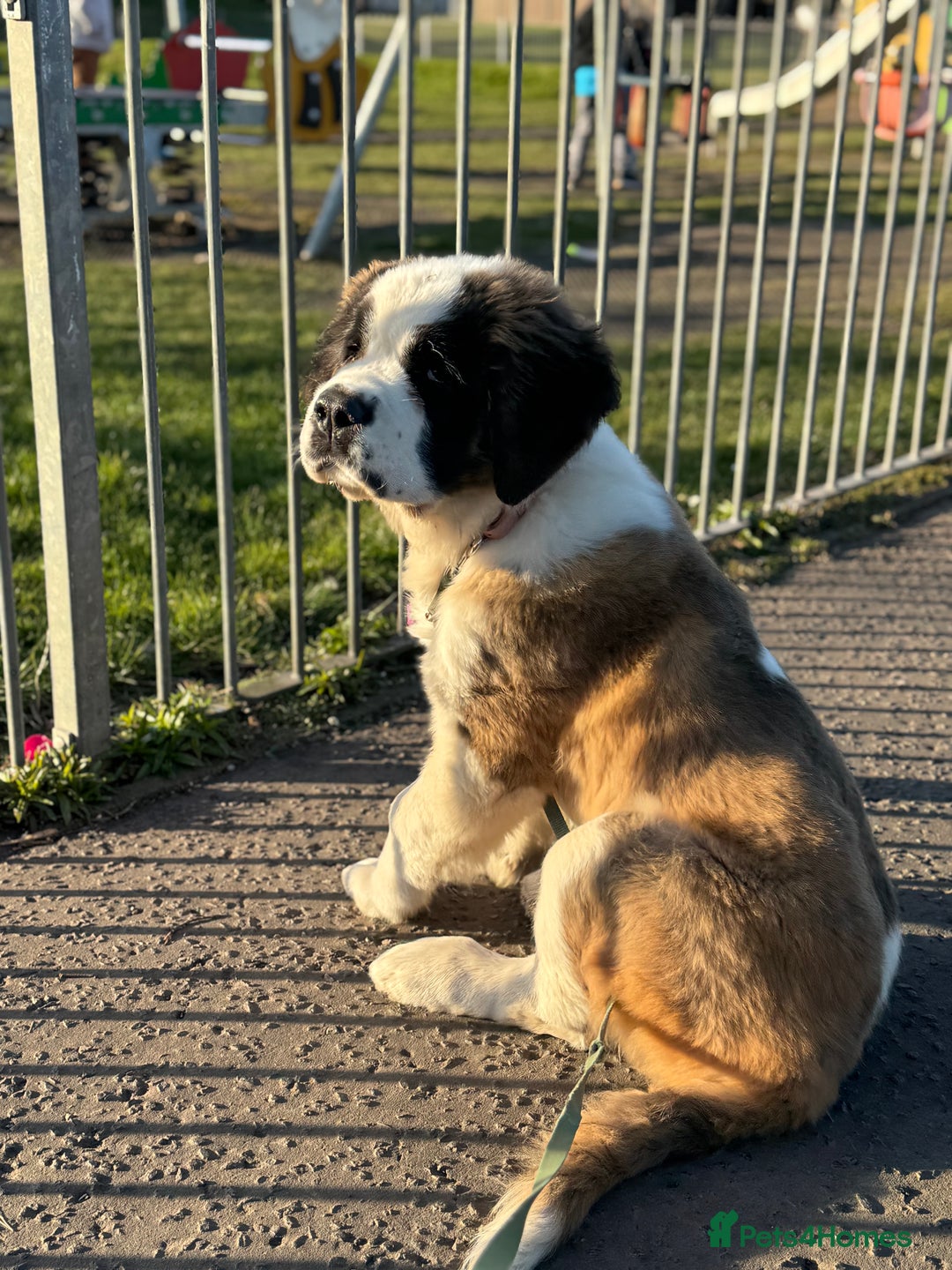 Saint Bernard dogs for sale: Saint Bernard for forever home  - Advert 12