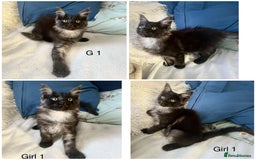 Maine Coon cats for sale: XXL  Ready Now TICA pure bread Maine Coon Kittens  - Image 32