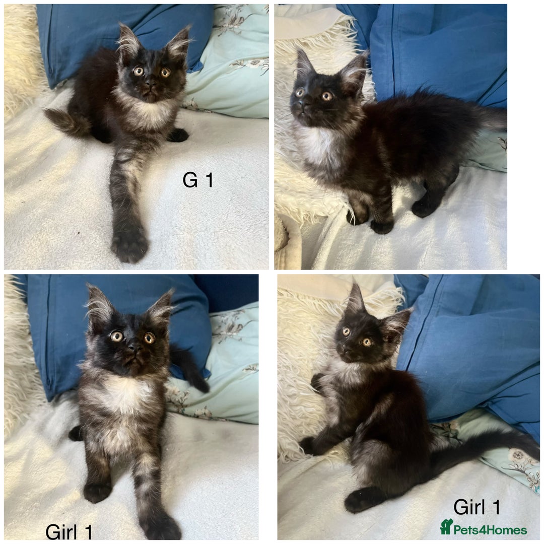 Maine Coon cats for sale: XXL  Ready Now TICA pure bread Maine Coon Kittens  - Image 32