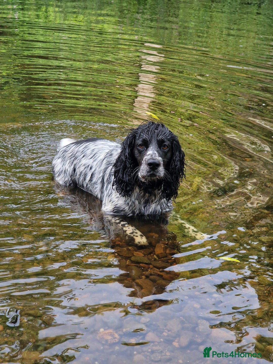Cocker Spaniel dogs for sale: KC registered, health tested particolour litter - Advert 3