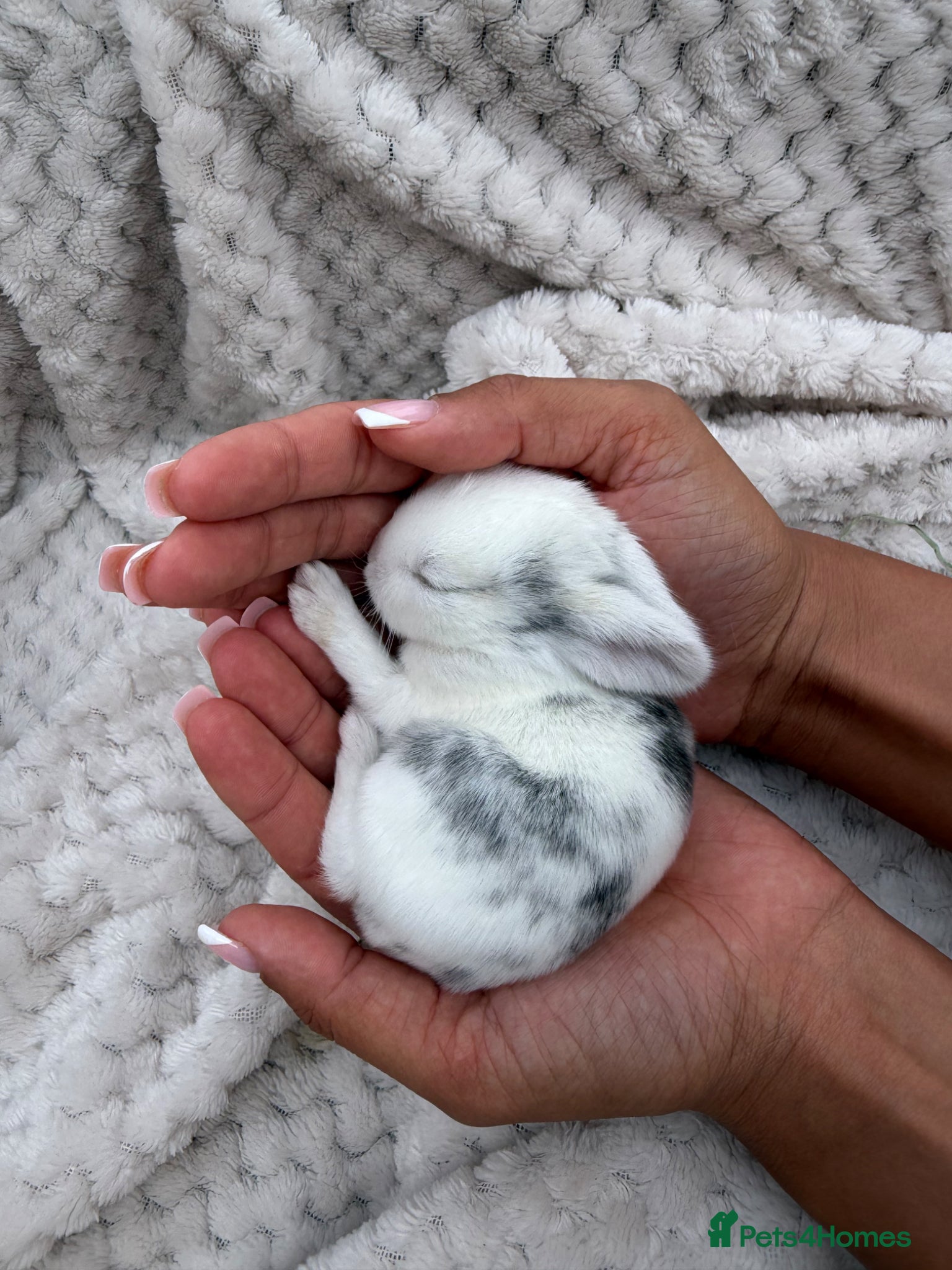 French Lop rabbits for sale: French lop X mixed kits - Advert 1