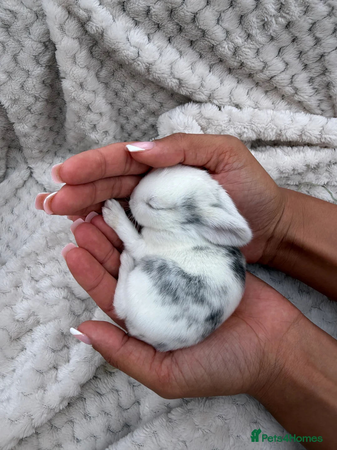 French Lop rabbits for sale: French lop X mixed kits - Advert 1