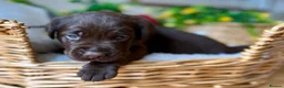 Labrador Retriever dogs for sale: STUNNING Chocolate Labrador Puppies  - Advert 22