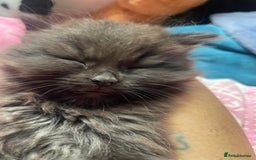 Mixed Breed cats for sale: Beautiful girl  - Image 18