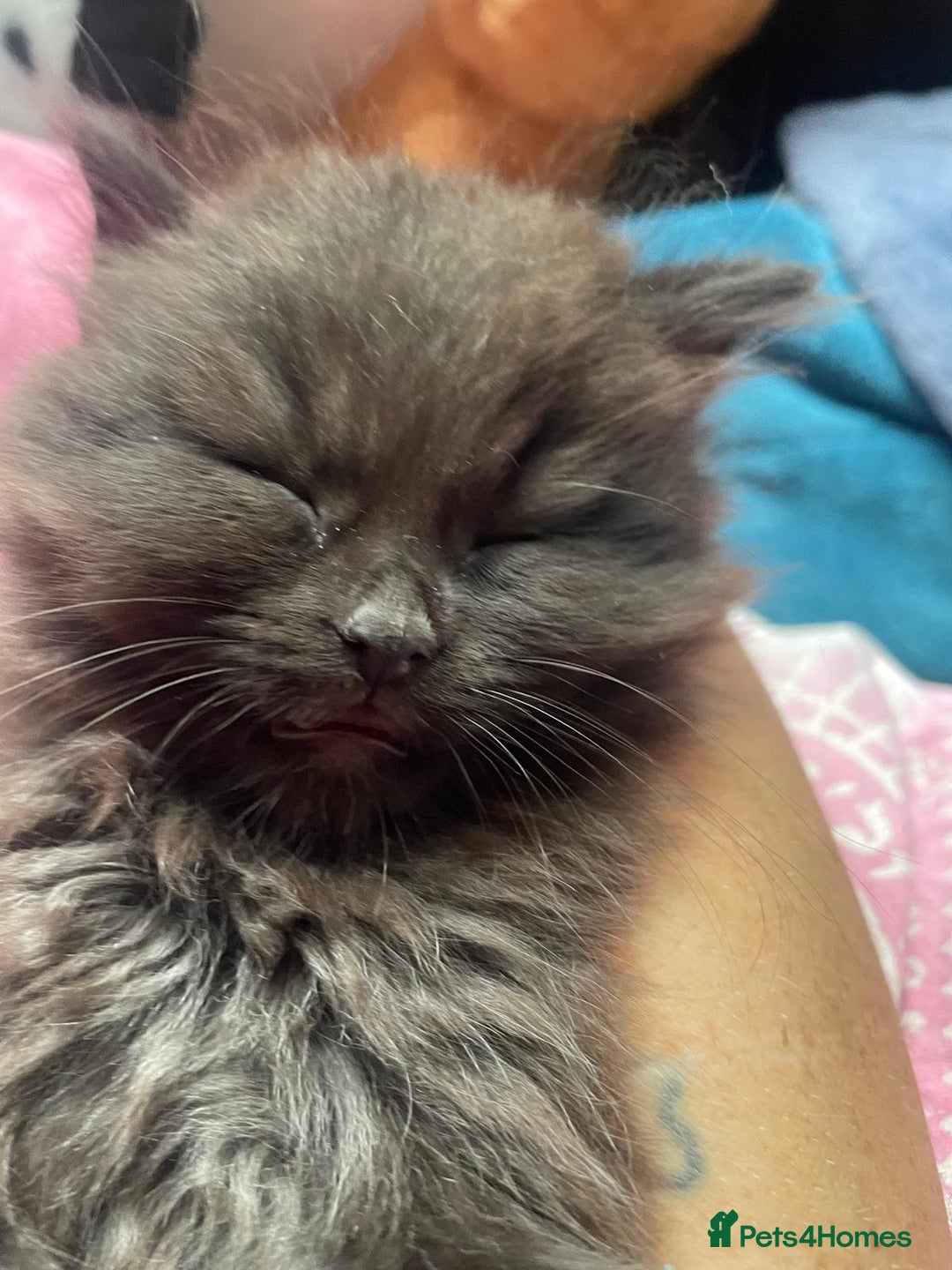 Mixed Breed cats for sale: Beautiful girl  - Image 18