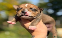 Staffordshire Bull Terrier dogs for sale: Beautiful Staffordshire Bull Terrier Boys ✨ - Image 4