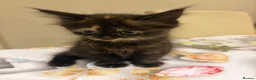 Mixed Breed cats for sale: 3 kitten rehoming - Advert 3
