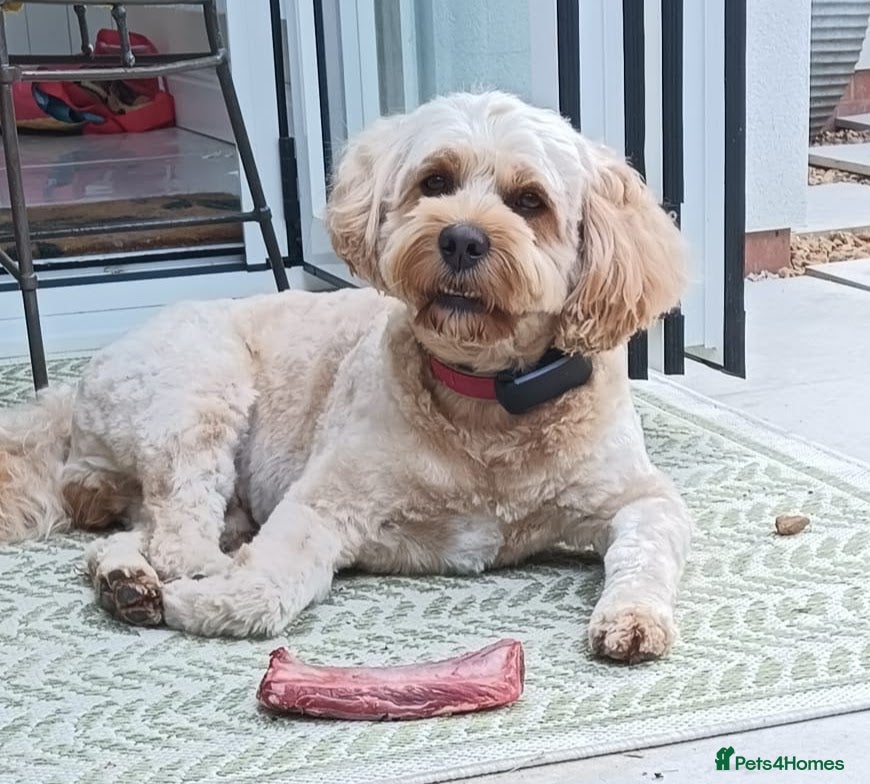 Cavapoo dogs STUD in exchange for one of the puppies - Advert 1