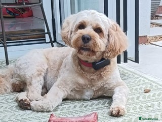Cavapoo dogs STUD in exchange for one of the puppies - Advert 1