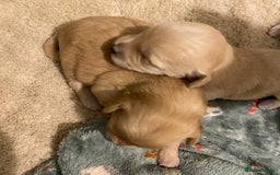 Maltipoo dogs for sale: 🧸🧸Teddy bears🧸🧸 - Image 10