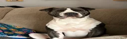 Mixed Breed dogs for sale: Male dog looking for forever home  in Stourbridge - Advert 22