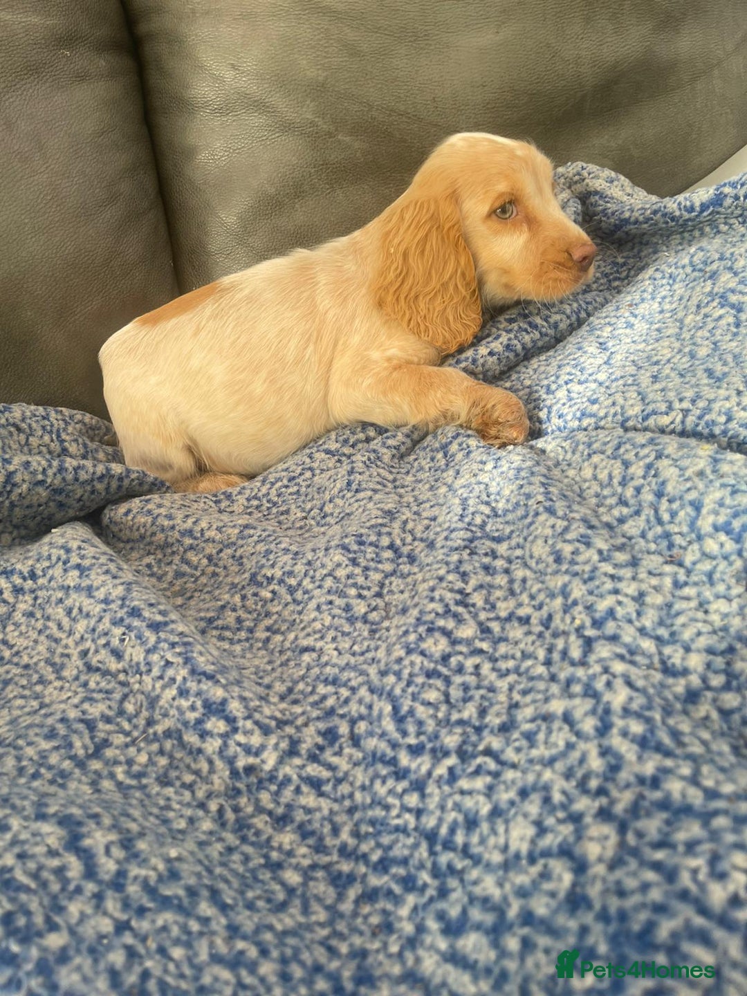 Cocker Spaniel dogs for sale: Beautiful cocker spaniel pups  - Image 7