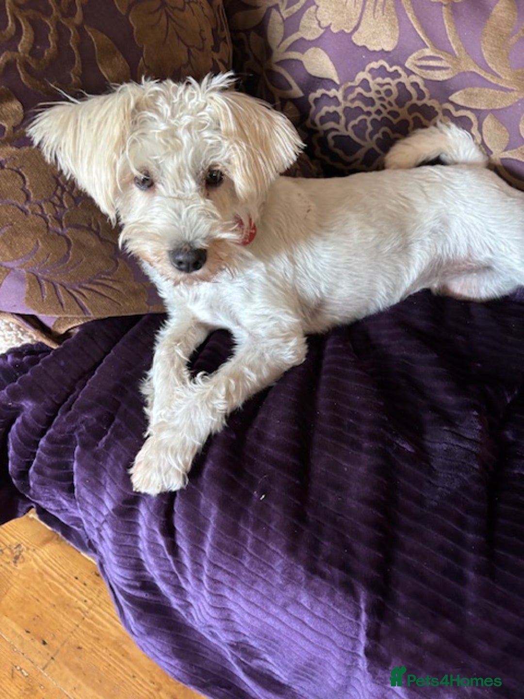 Miniature Schnauzer dogs for sale: Re-home - Image 2