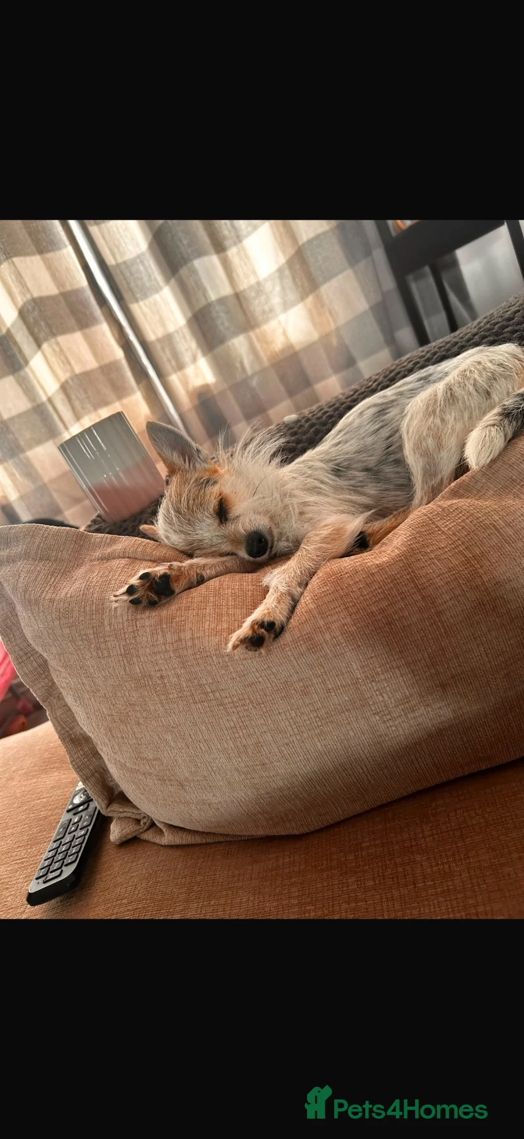 Chorkie dogs for sale: Miniature Chorkie female  - Advert 1