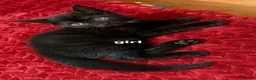Mixed Breed cats for sale: kittens of a simple breed - Advert 5