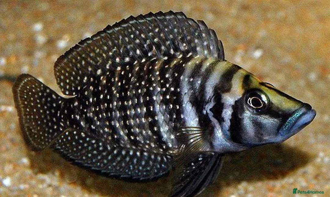 Cichlids fish for sale: Nilsson fish for sale - Image 2