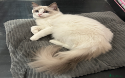 Ragdoll cats for sale: Beautiful Blue point/Bicolor Ragdoll - Image 9