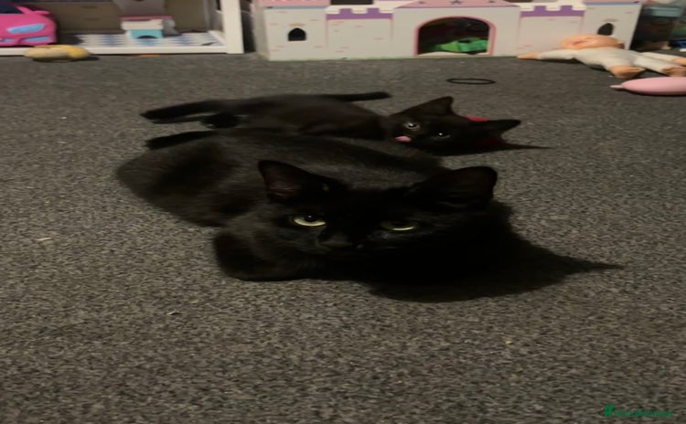 Bombay cats - Advert 2