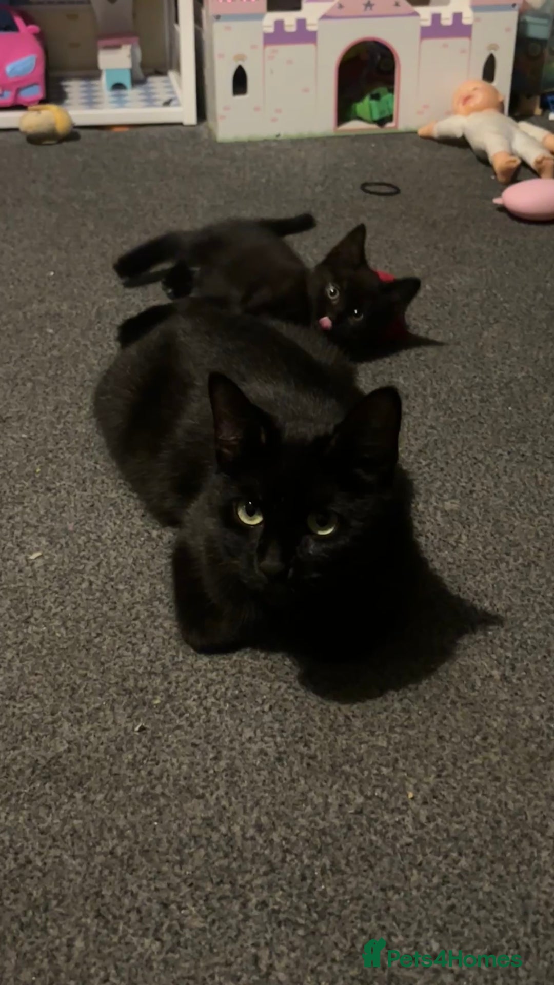 Bombay cats for sale: 2 beautiful baby kittens  - Image 1
