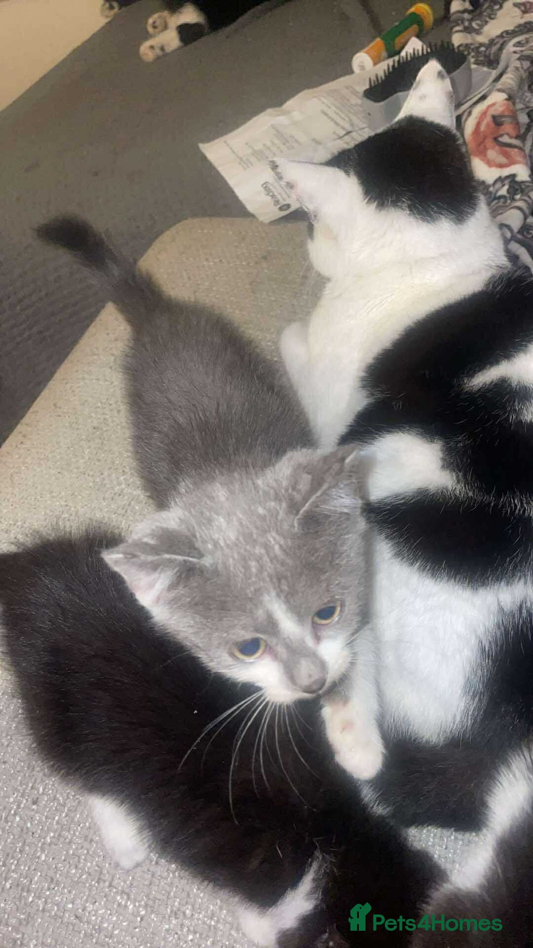 Scottish Fold cats for sale: 4 half Scottish fold kittens - Advert 3