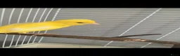 Canaries birds for sale: Little yellow canarie for sale  - Advert 2