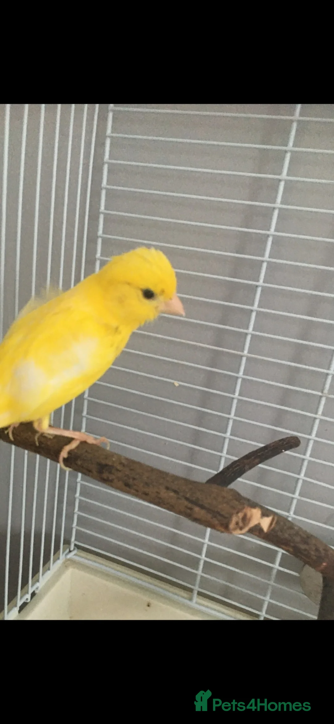 Canaries birds for sale: Little yellow canarie for sale  - Advert 2