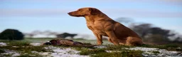 Labrador Retriever dogs for sale: KC registered golden Labrador retriever puppies  - Advert 11