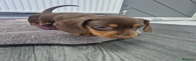 Miniature Dachshund 2