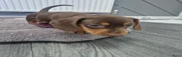 Miniature Dachshund dogs for sale: 2 pups available  - Advert 5