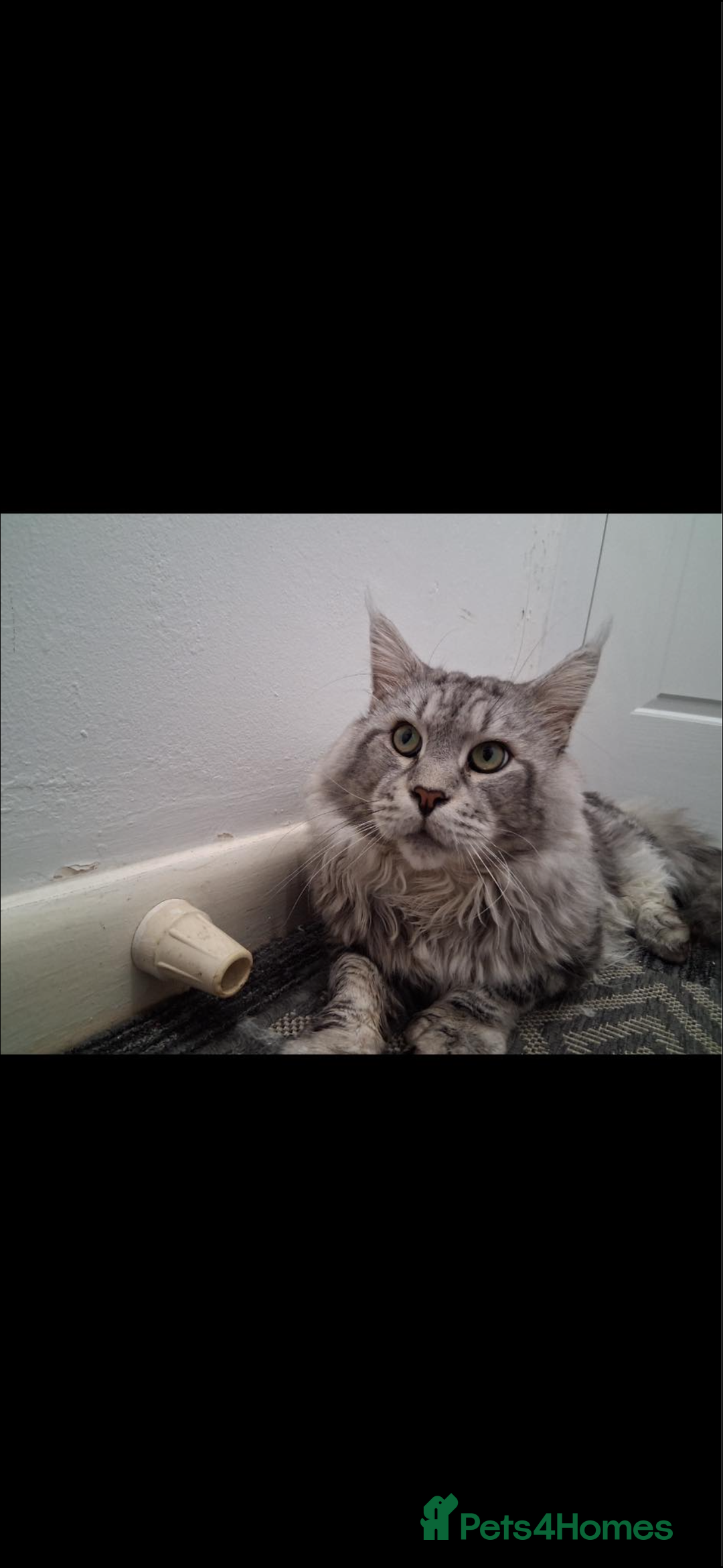 Maine Coon cats for sale: Beautiful Black/silver mackerel  tabby Maine coons - Advert 17