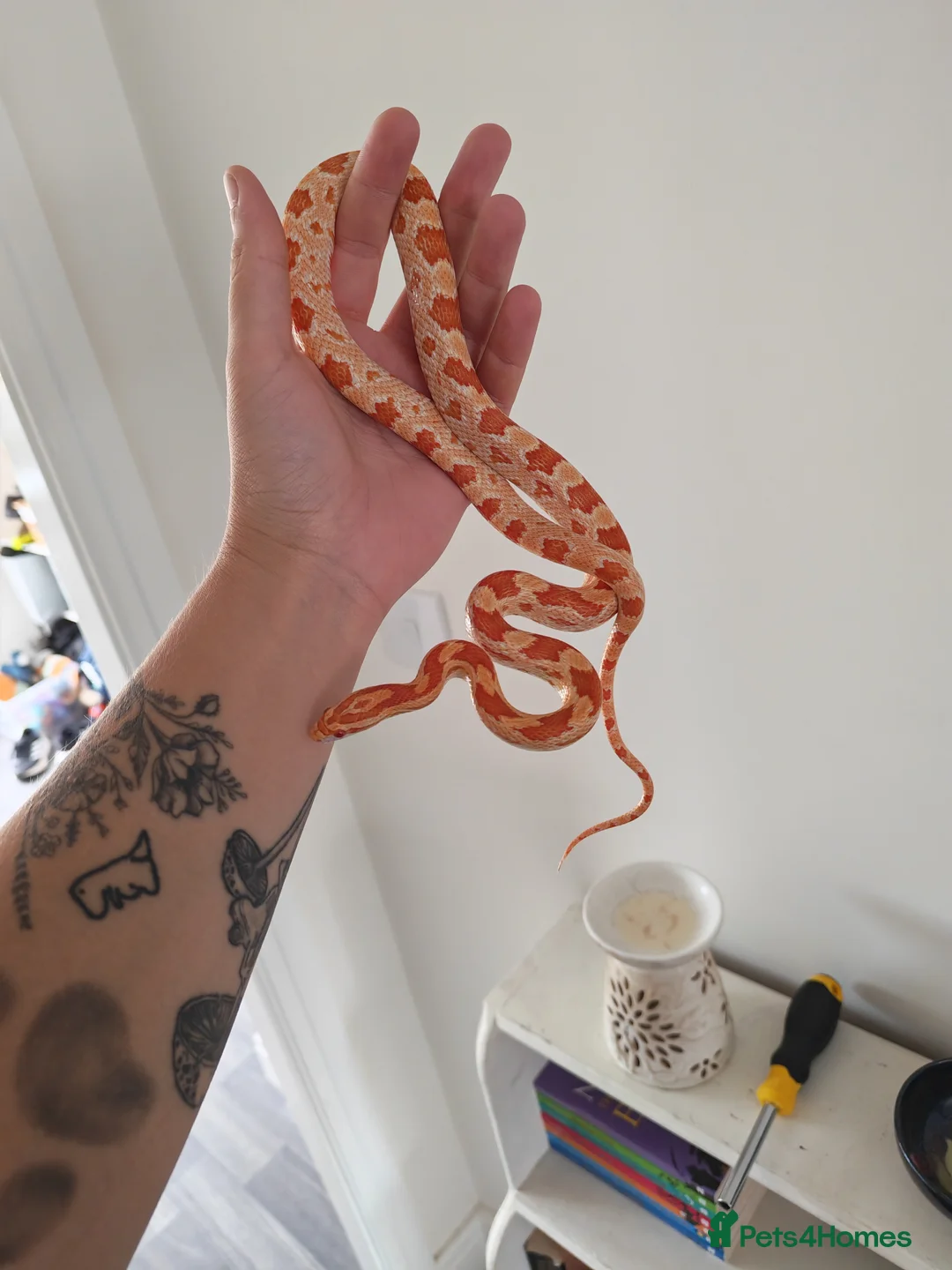 Corn Snake reptiles for sale: Amel corn snake - Advert 5