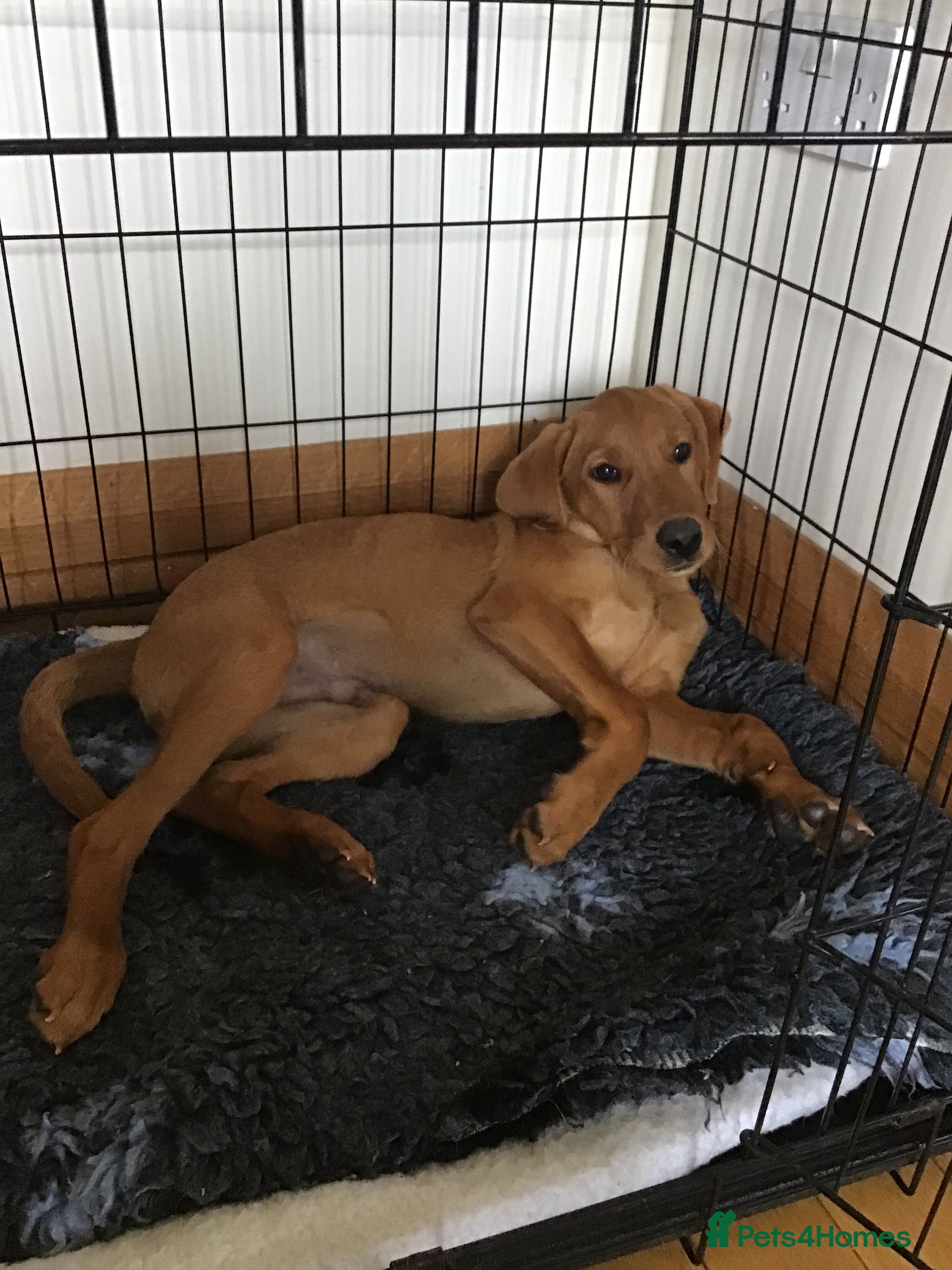 Labrador Retriever dogs STUNNING KC REG FOX RED LABRADOR PUPPIES - Advert 1