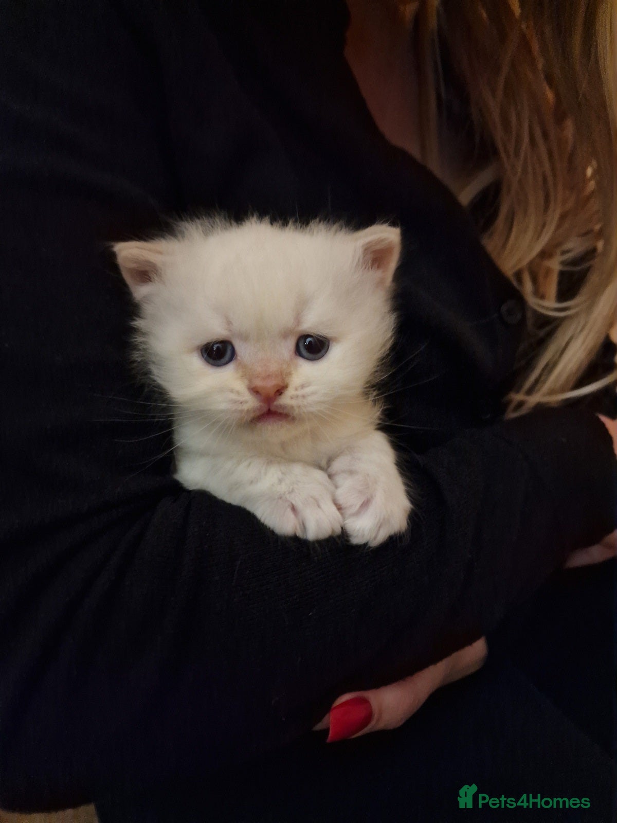 British Shorthair cats for sale: 4 Gorgeous Kittens – Ready to Reserve Now - Advert 1