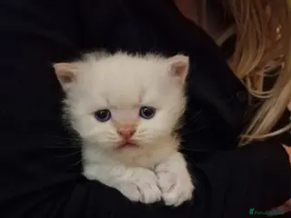 British Shorthair cats 4 Gorgeous Kittens – Ready to Reserve Now - Advert 16