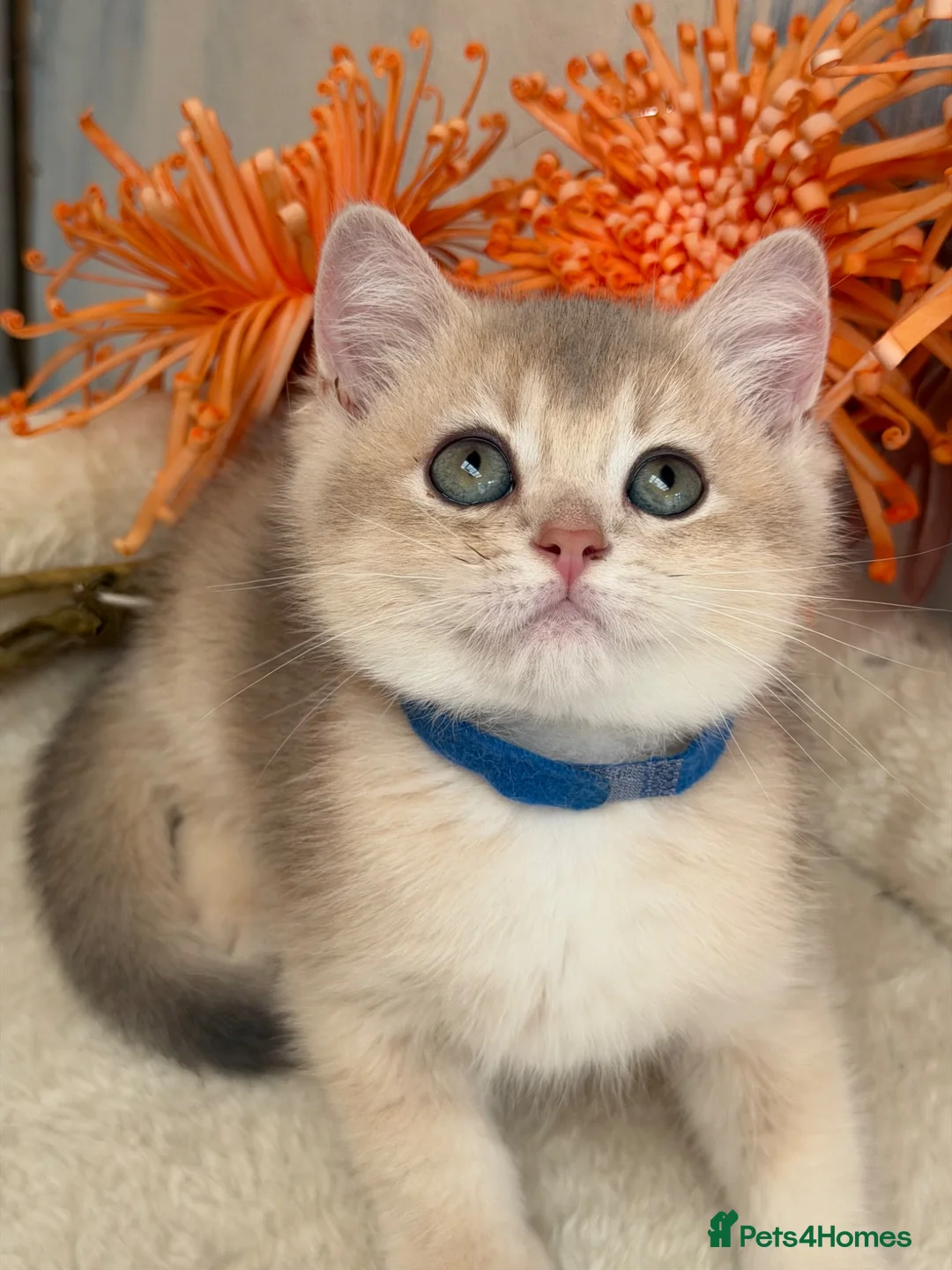 British Shorthair cats for sale: British shorthair blue/black golden kittens GCCF  - Advert 2