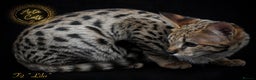 Savannah cats for sale: Stunning F2 Savannah girls - Advert 3