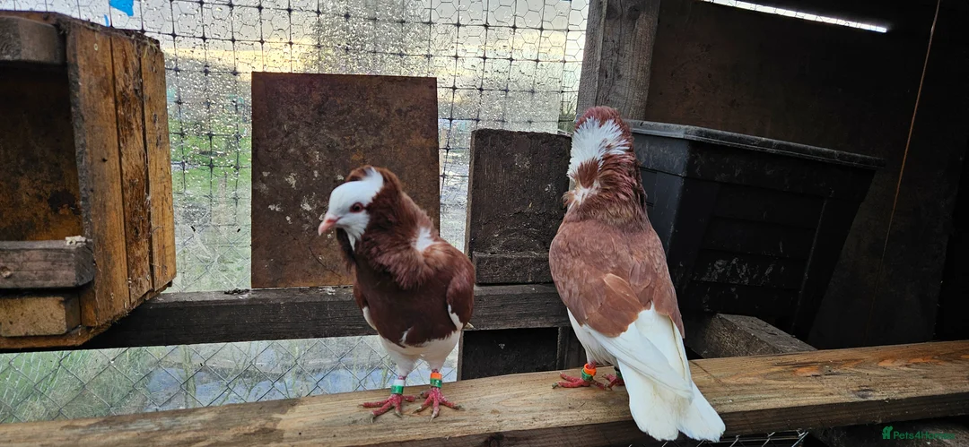 Pigeons birds for sale: Two capuchine  in Lincoln - Advert 3