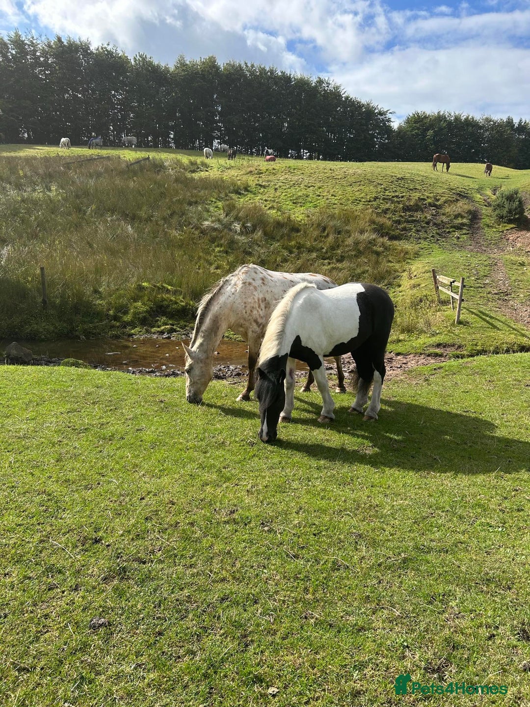 Irish Cob horses for sale: For Sale: Monty - Advert 5